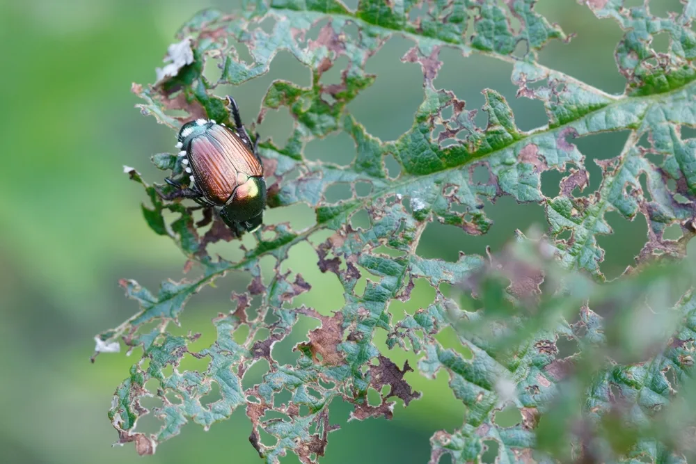 Japanese beetles