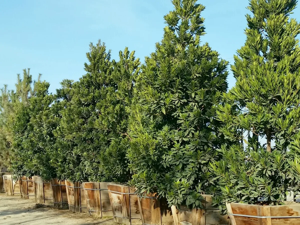 japanese blueberry tree houston