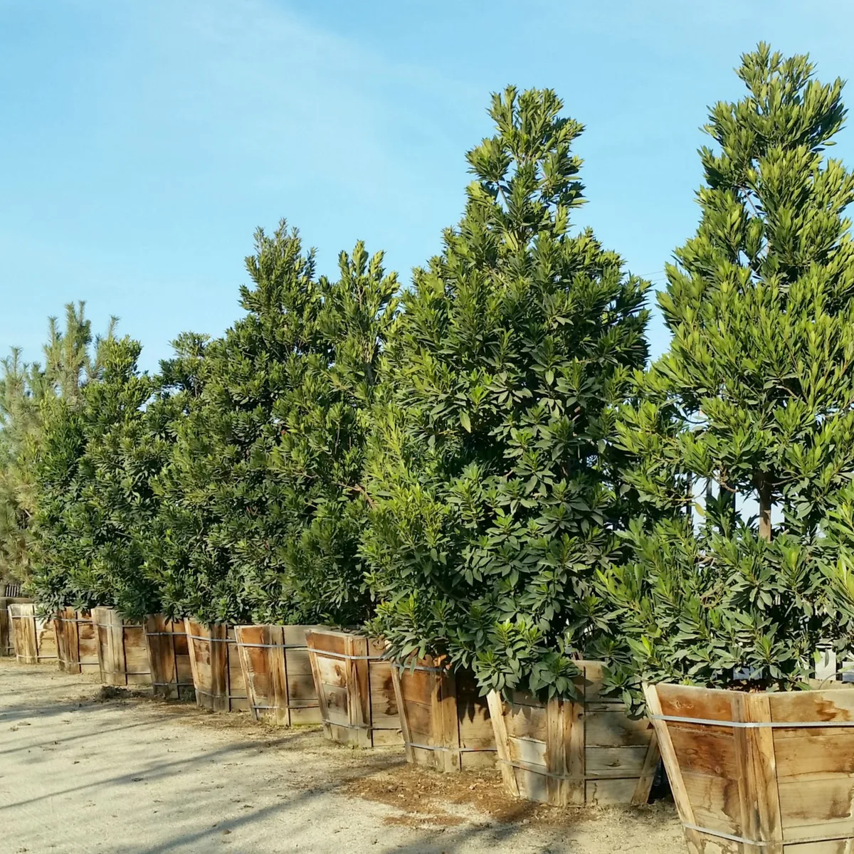 japanese blueberry tree houston