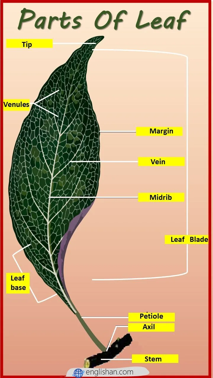 leaf morphology diagram