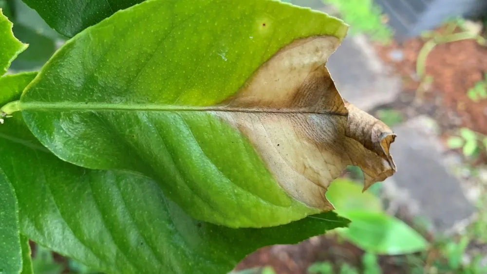 lemon tree browning leaves