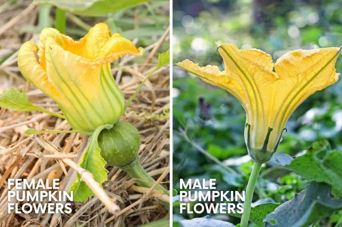 male pumpkin flower bud