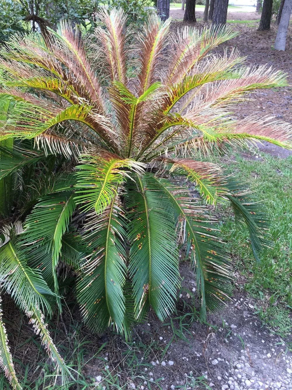 manganese deficiency