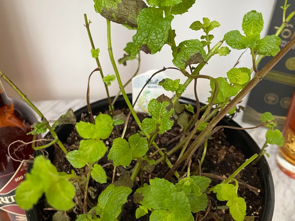 mint plant leaves turning brown