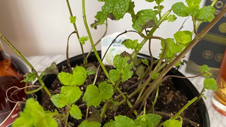 Why Mint Leaves Turn Brown and How to Fix It
