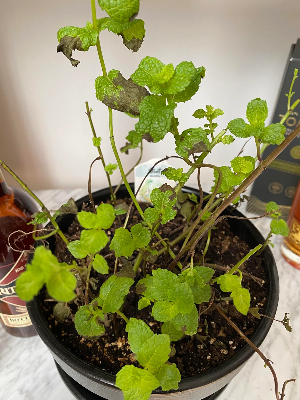 mint plant leaves turning brown