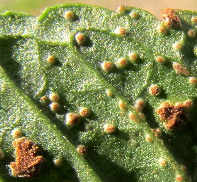 Mint Rust (Puccinia menthae)