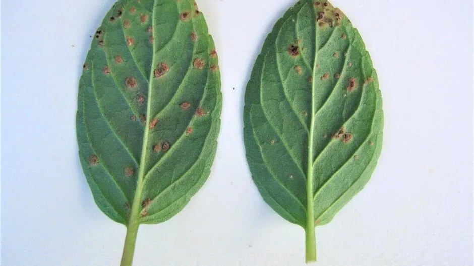 mint rust pustules