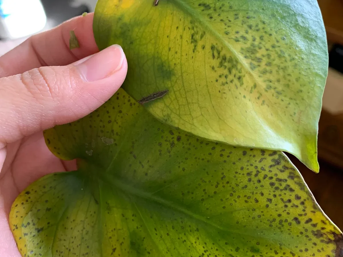 monstera leaf black spots