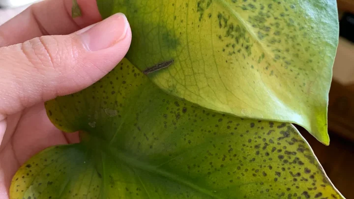 Monstera Leaf Black Spots: Causes, Fixes & Prevention