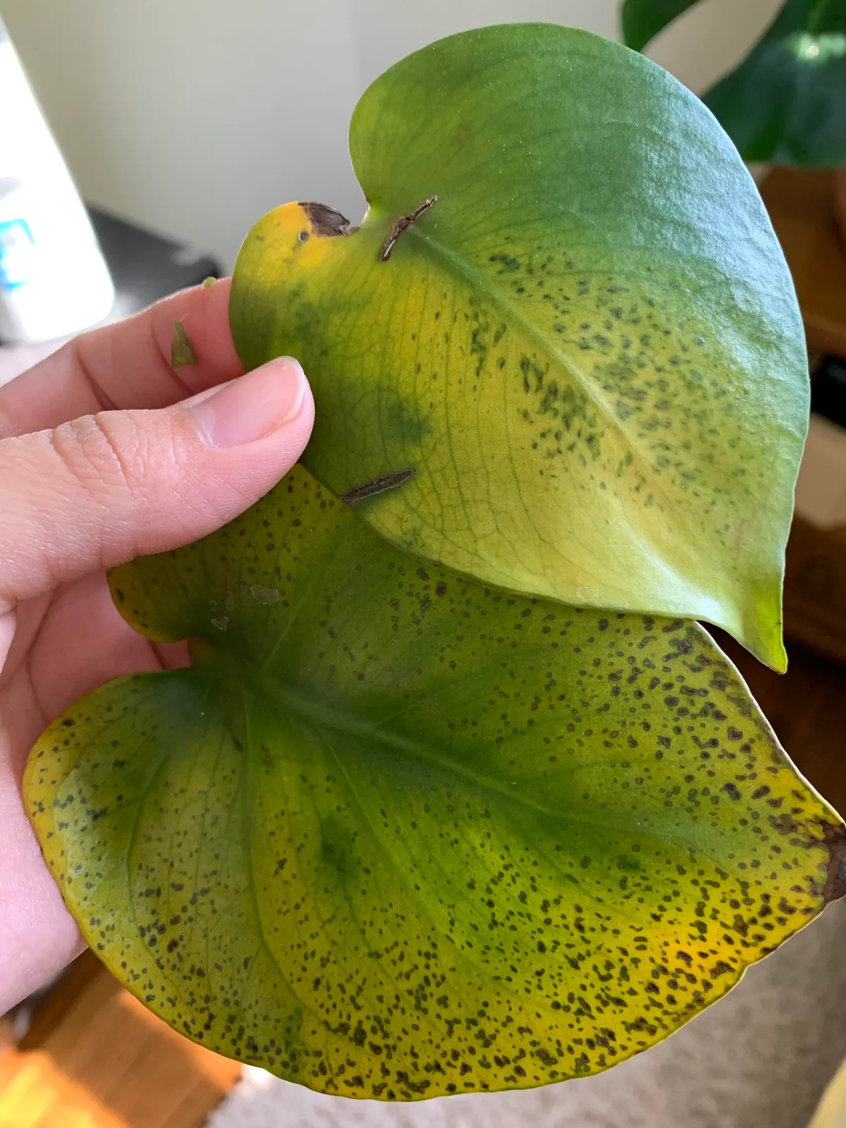 monstera leaf black spots