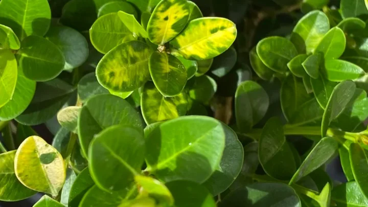 Why Is My Boxwood Turning Yellow? 5 Causes & Quick Fixes
