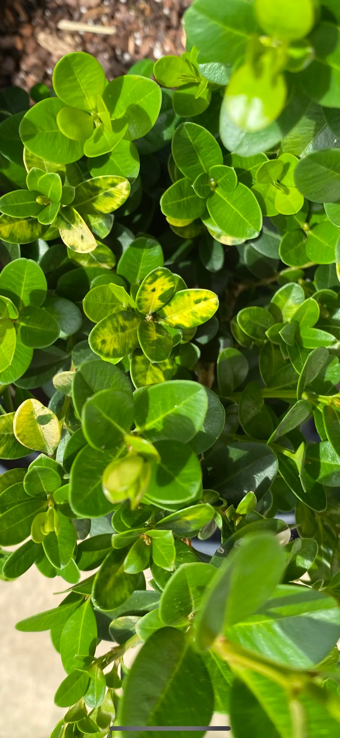 my boxwood is turning yellow
