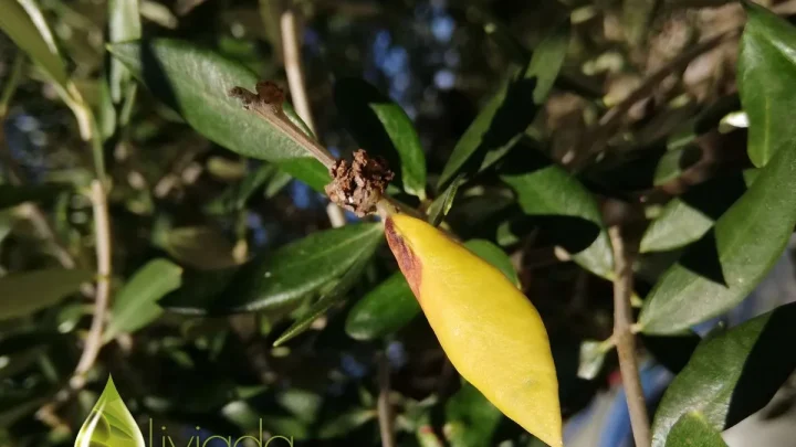 Why Are My Olive Tree Leaves Falling Off? Causes & Fixes