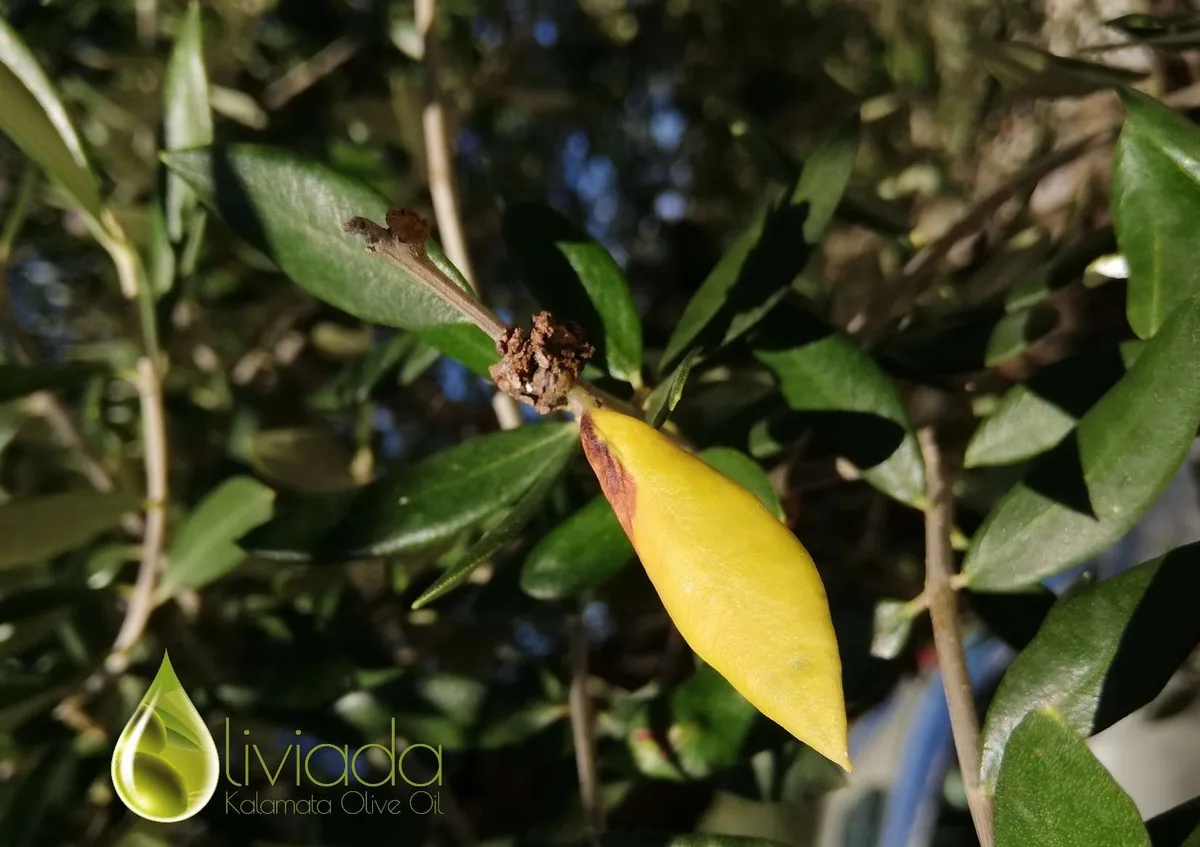 olive tree leaves falling off