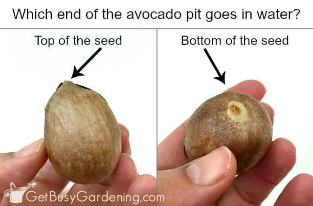 orthodox vs recalcitrant seeds