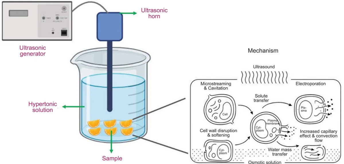 osmotic dehydration