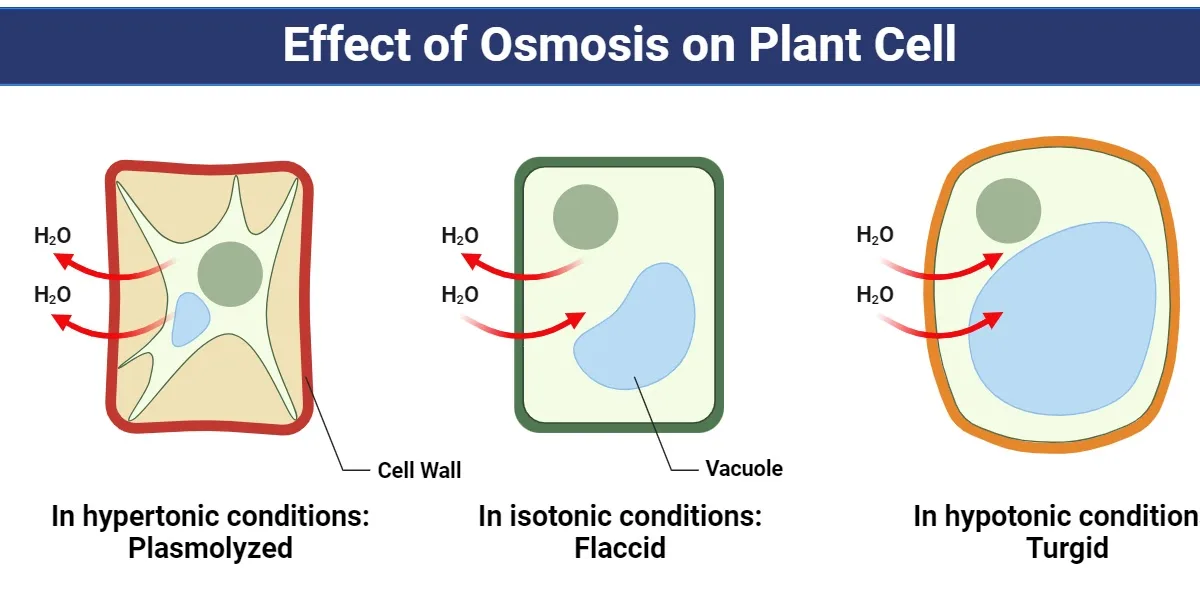 osmotic stress