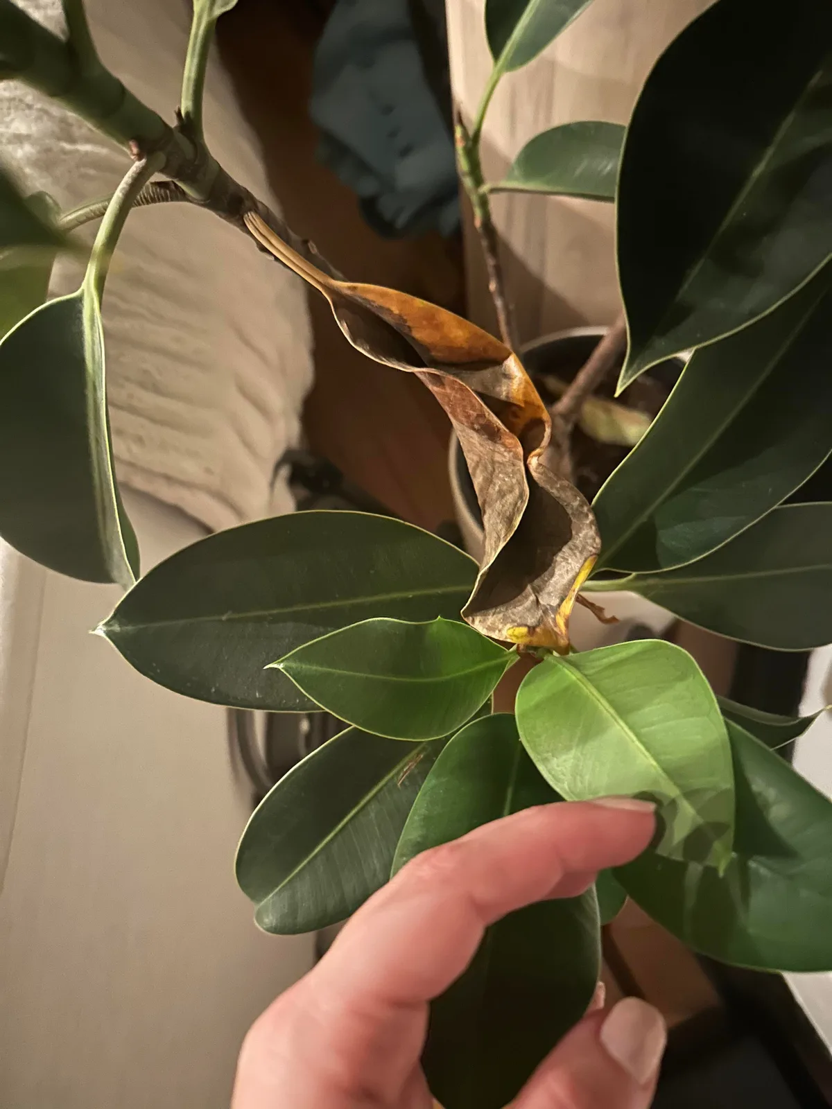 overwatering droop
