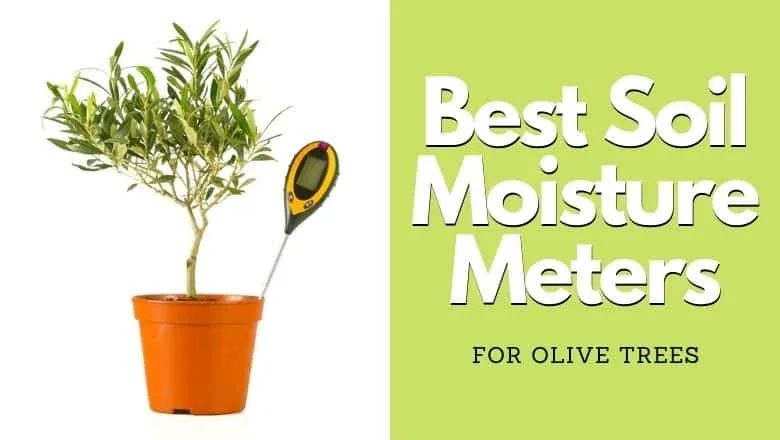overwatering