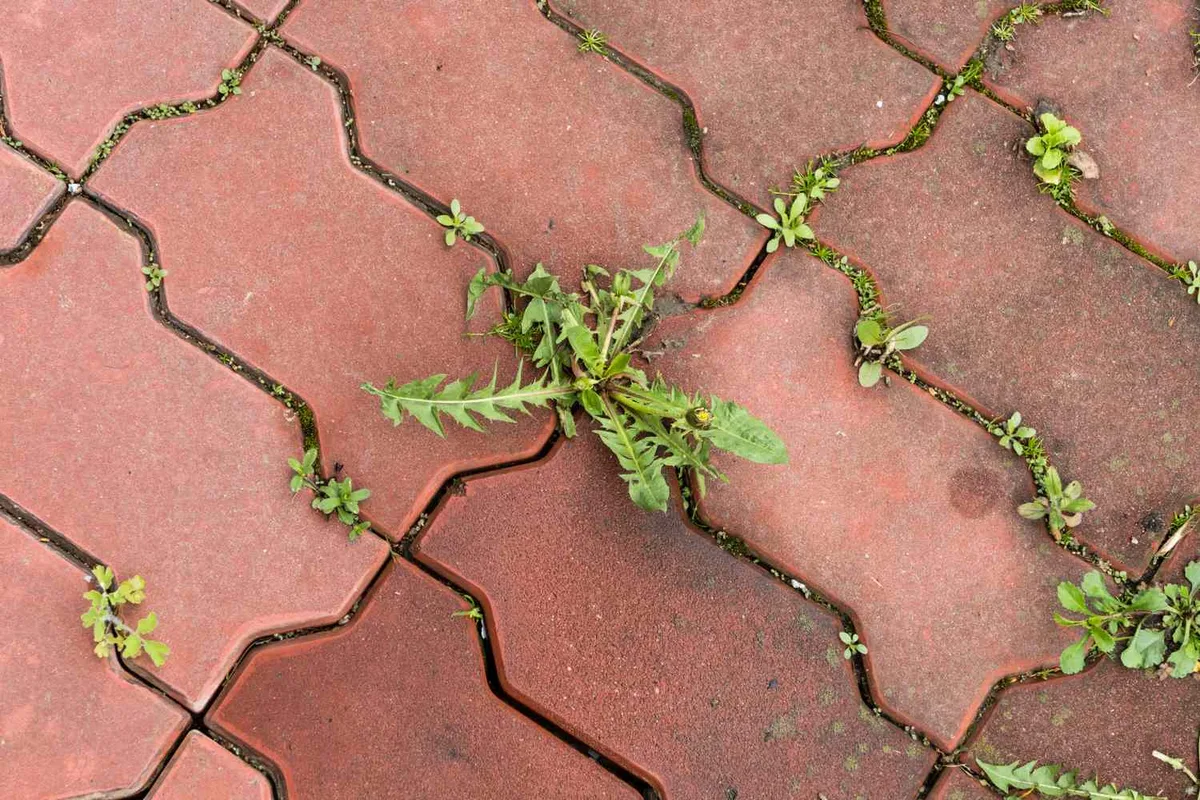 patio paver joint clearing