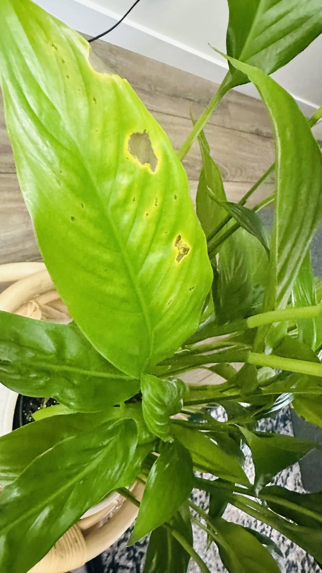 peace lily leaves brown spots