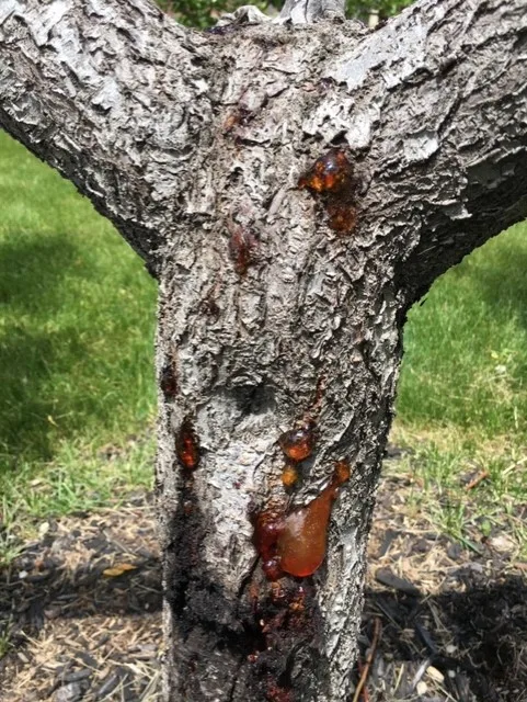 peach tree borer