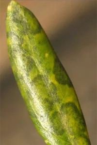 peacock spot