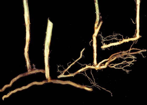Phytophthora root rot