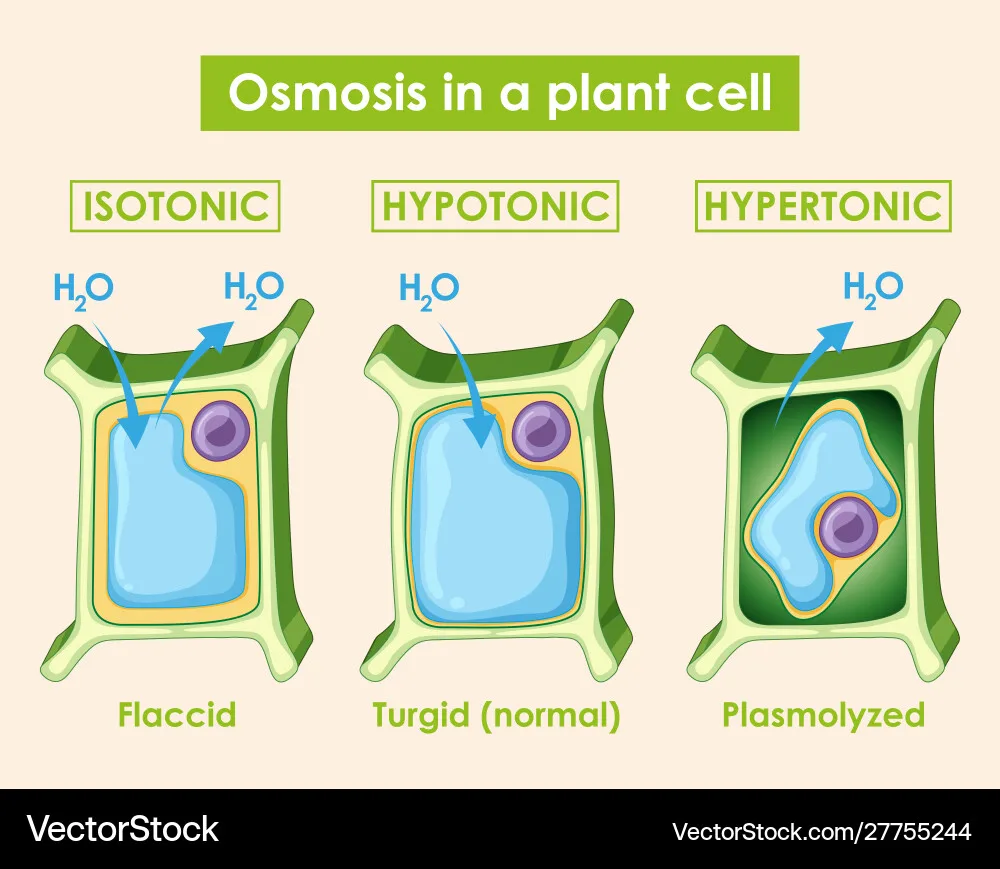 plant cell plasmolysis