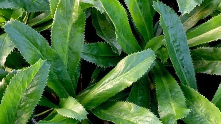 Plants That Smell Like Cilantro: A Complete Guide