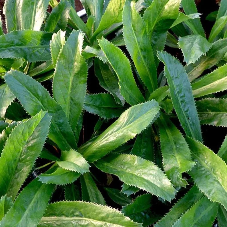 plants that smell like cilantro
