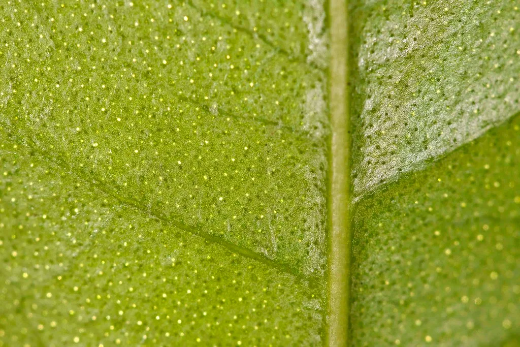 Porophyllum ruderale