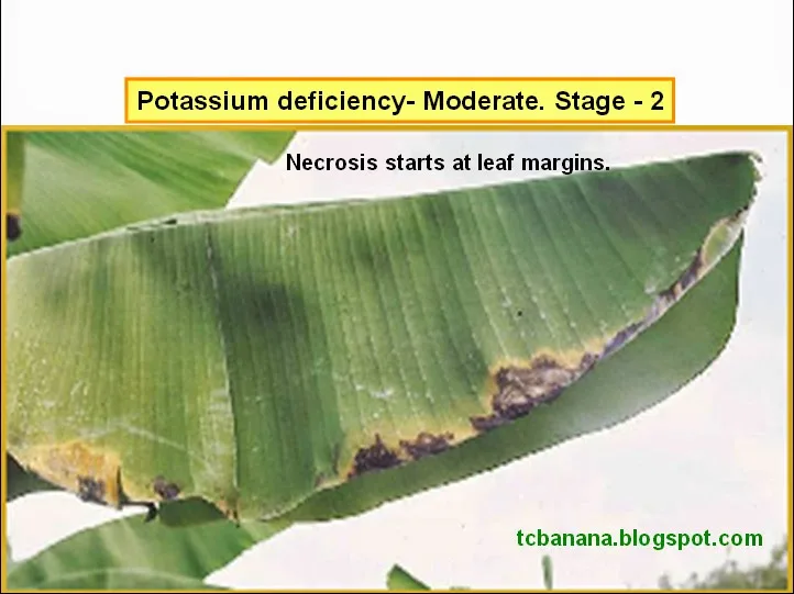 Potassium Deficiency Chlorosis