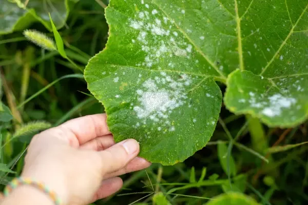 Why Are My Pumpkin Plant Leaves Turning White? Causes