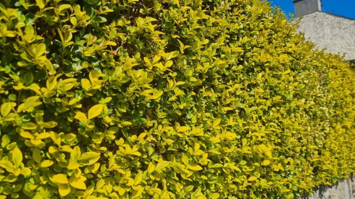 Why Is Your Privet Hedge Turning Yellow? Causes & Fixes