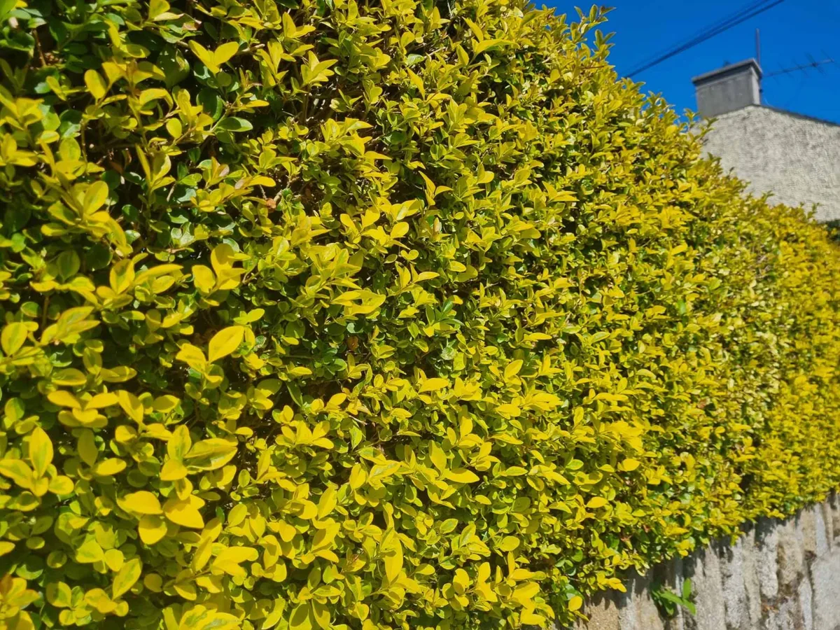 privet hedge turning yellow