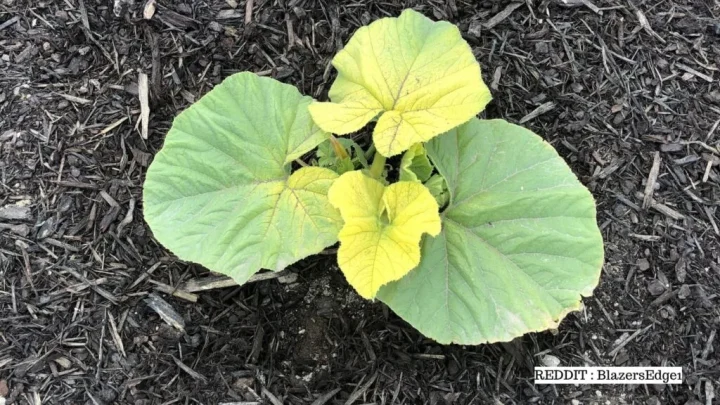 Why Pumpkin Seedlings Turn Yellow and How to Fix Them
