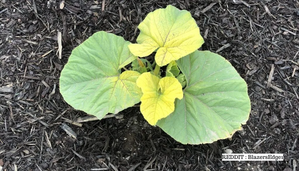 pumpkin seedlings turning yellow
