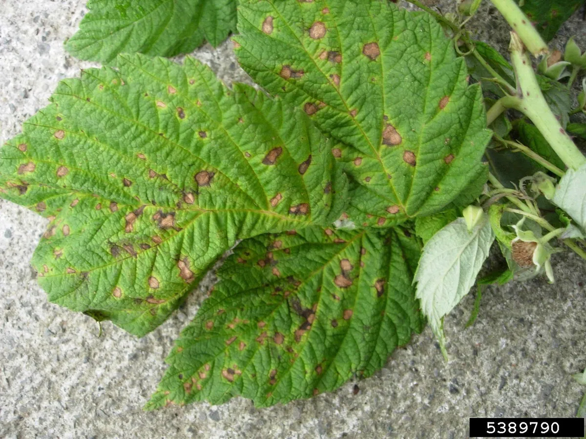 Raspberry Mosaic Virus