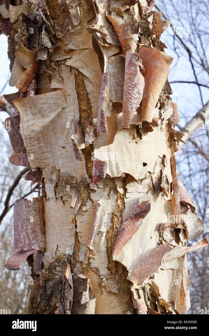 River birch