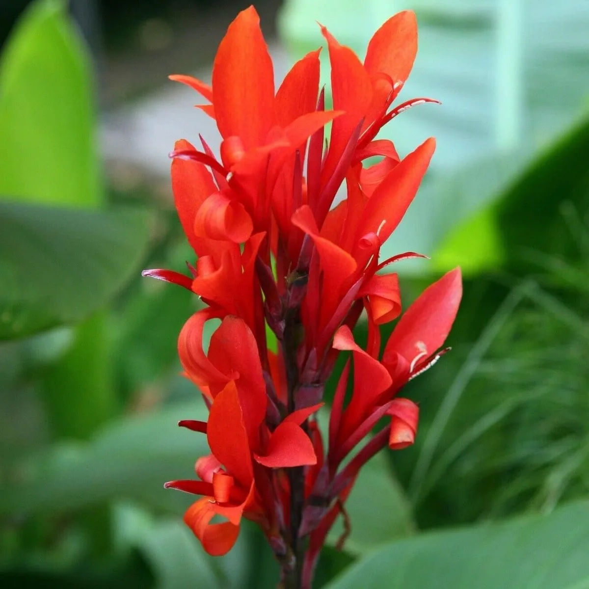 robert kemp canna lily