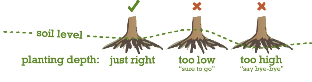 root flare
