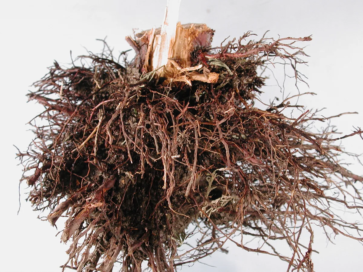 root rot