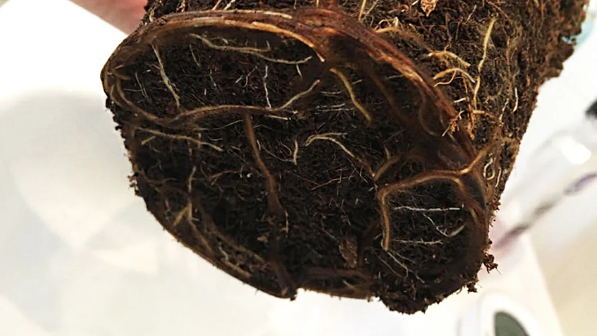 Root rot (Phytophthora, Pythium, Fusarium)
