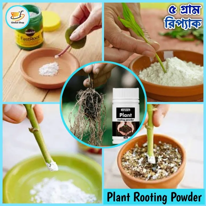 rooting hormone IBA