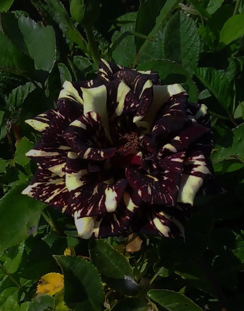Rosa 'Hocus Pocus'