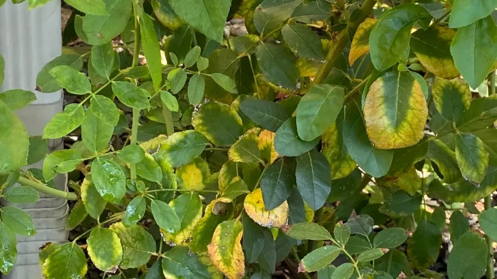 Why Are My Rose Leaves Falling Off? Causes & Fixes