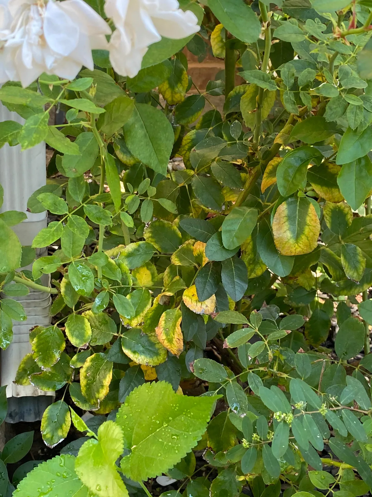 rose leaves falling off