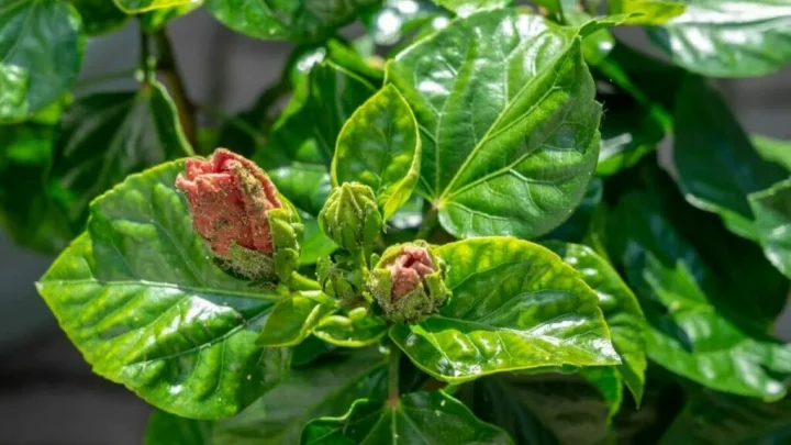 Rose of Sharon Pests & Diseases: ID Guide With Pictures